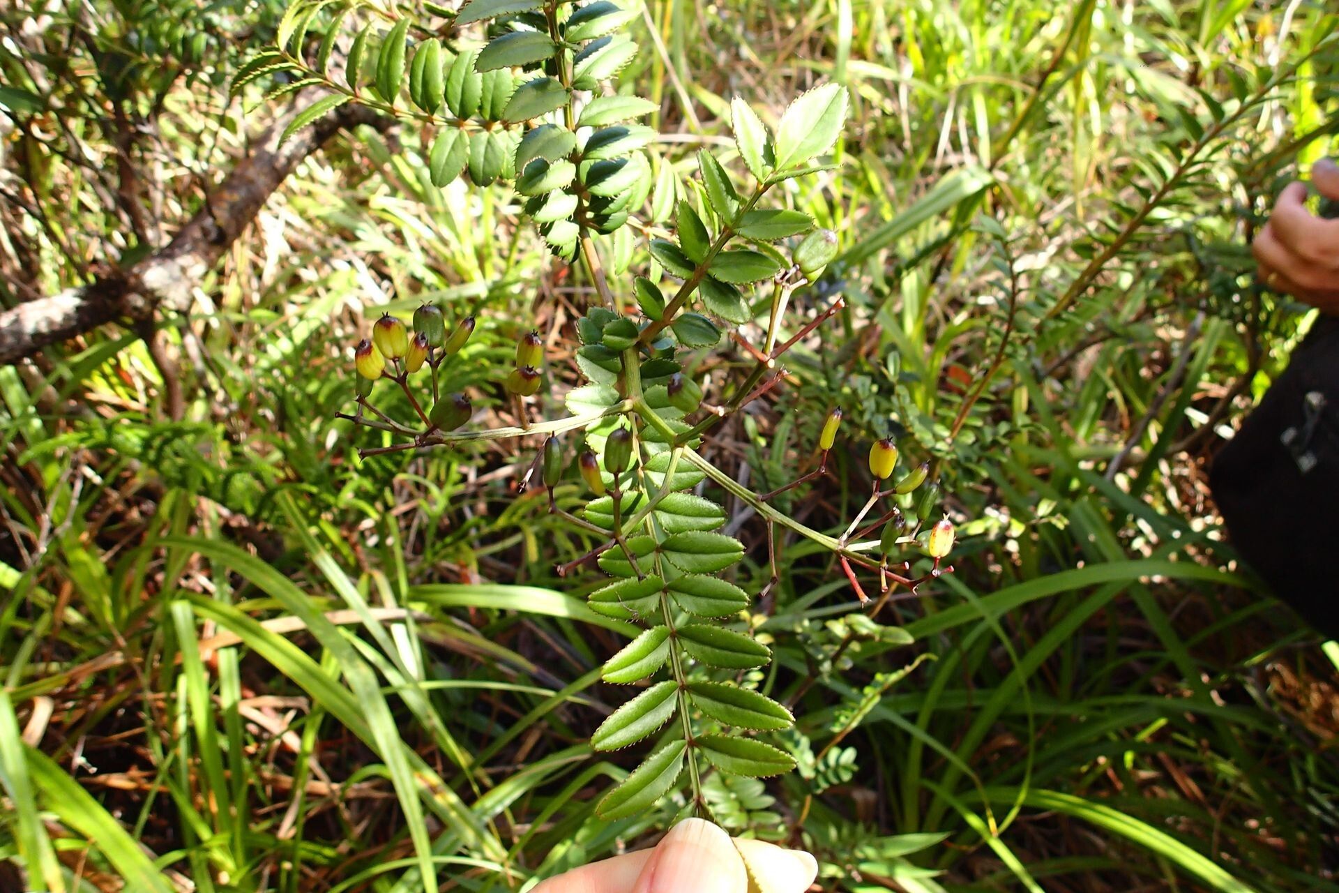 Polyscias weinmanniae