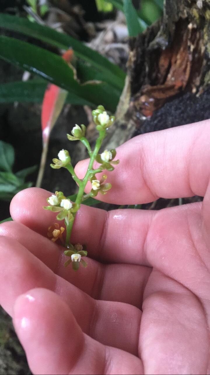 Polystachya foliosa