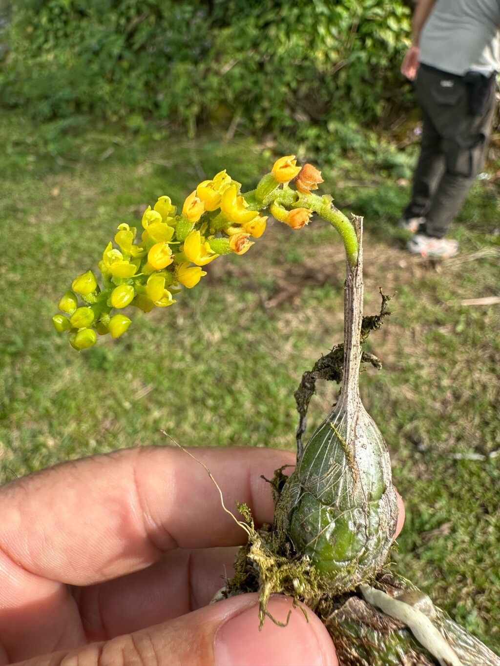 Polystachya masayensis