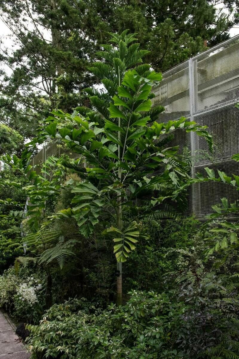 Ponapea hosinoi