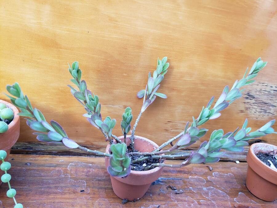 Portulaca brevifolia