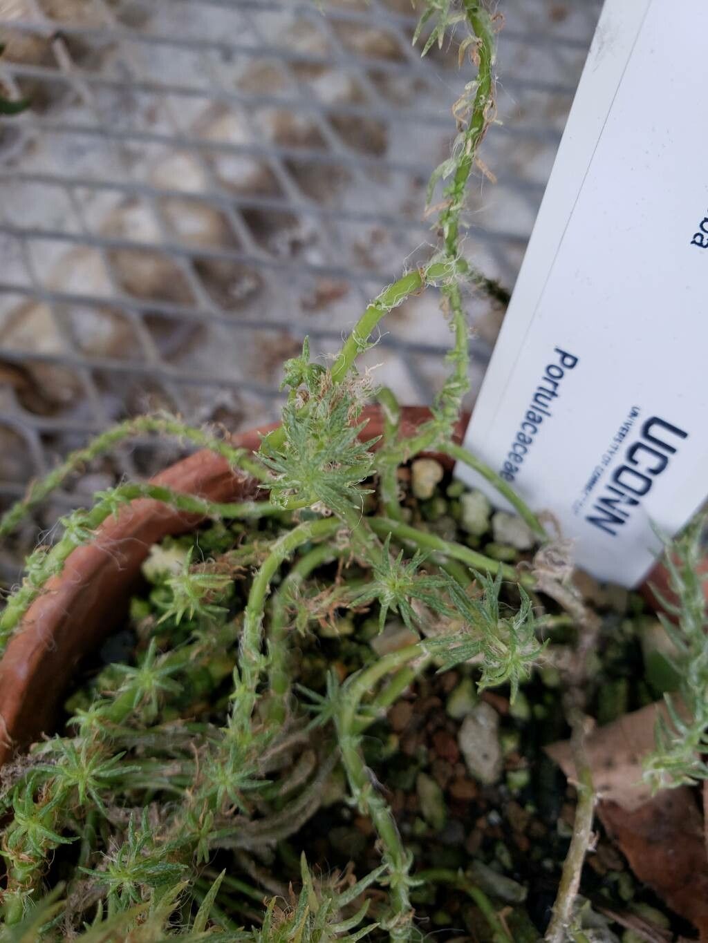 Portulaca eruca