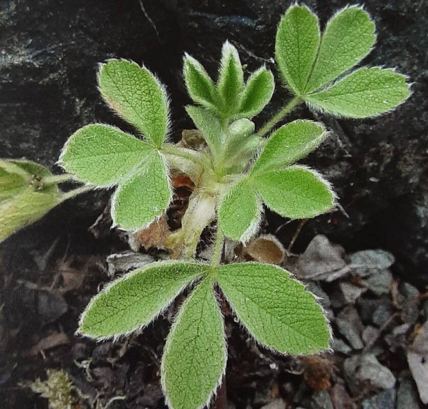 Potentilla grammopetala