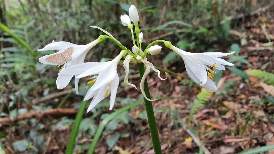 Proiphys cunninghamii