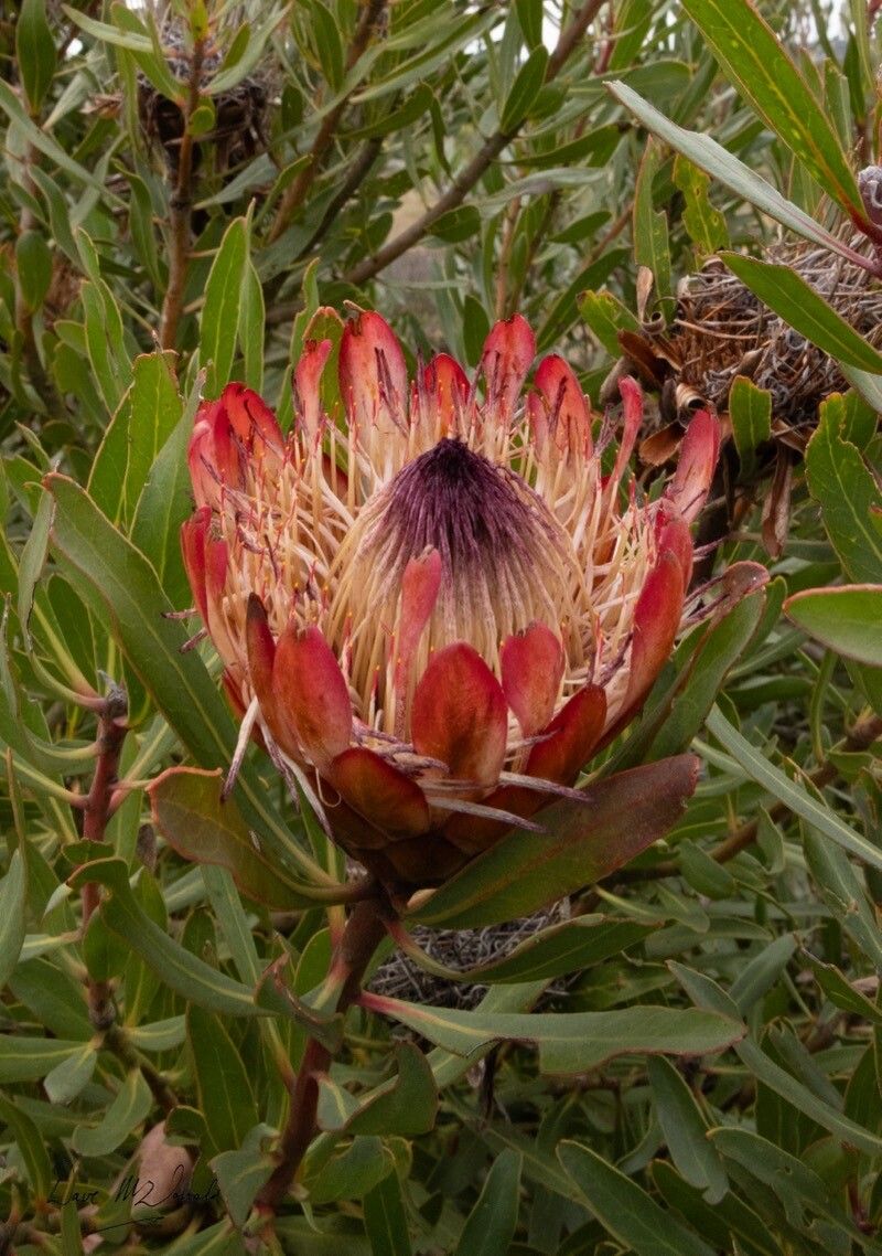 Protea susannae