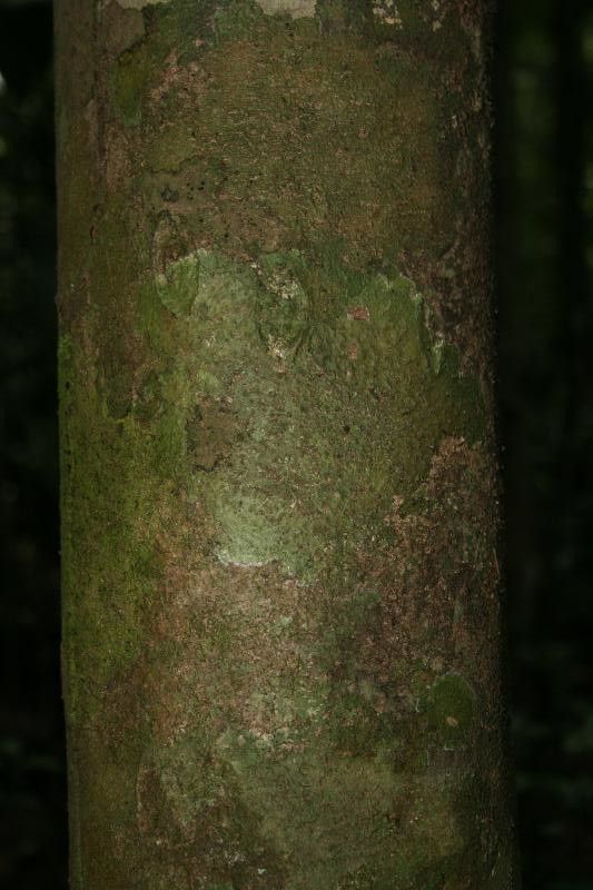 Protium decandrum