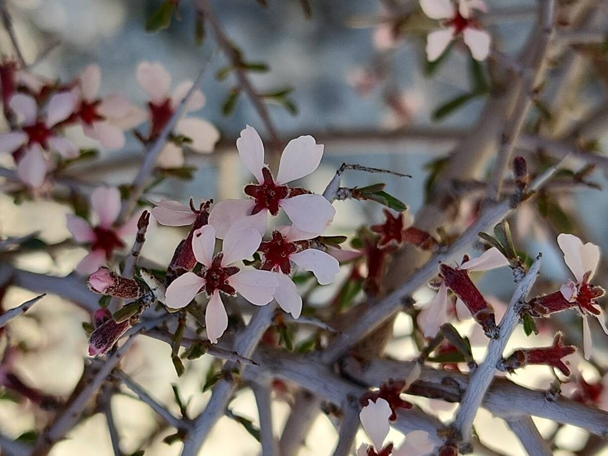 Prunus eburnea