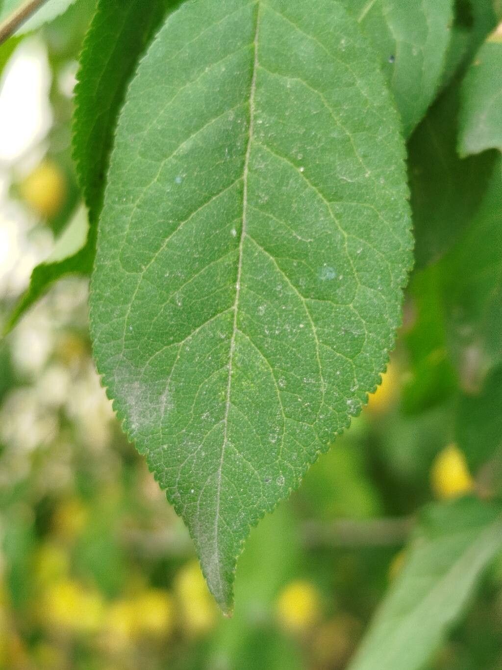 Prunus insititia