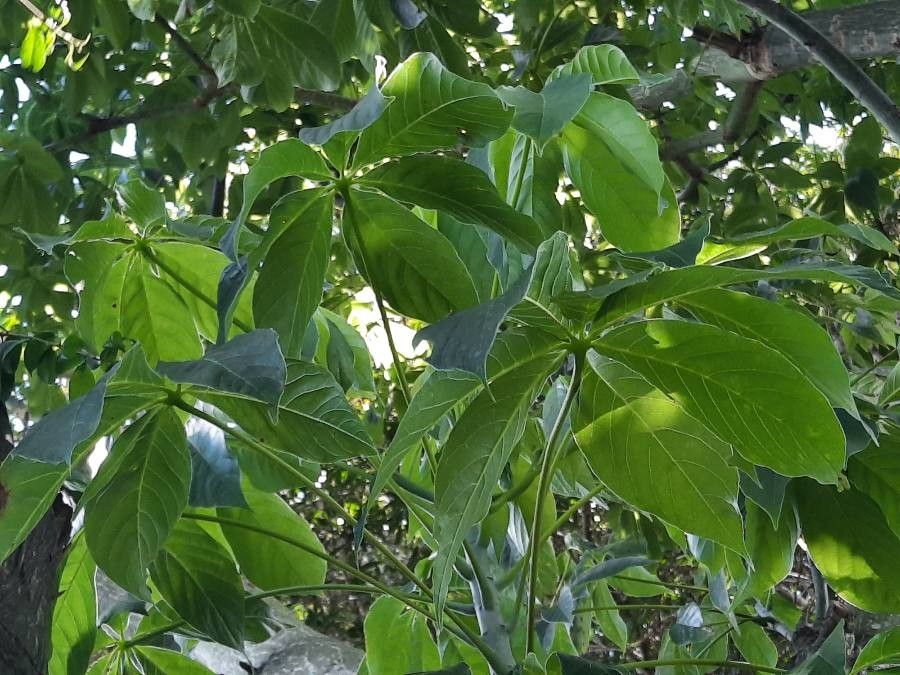 Pseudobombax septenatum