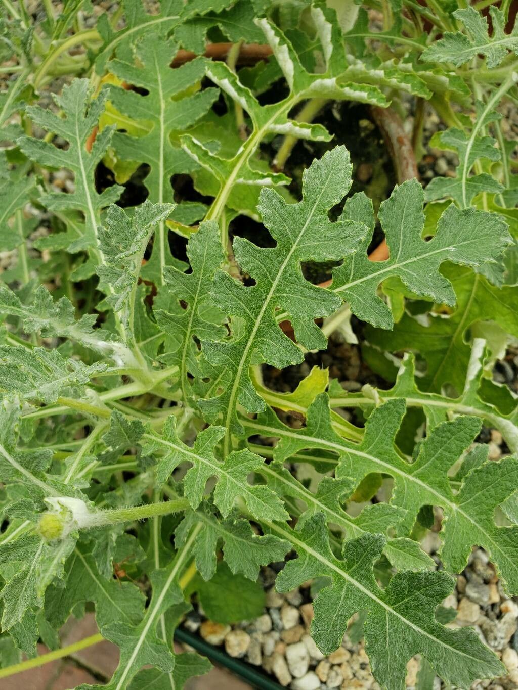 Pseudonoseris glandulosa