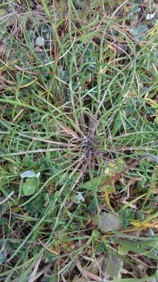 Pseudopodospermum brevicaule