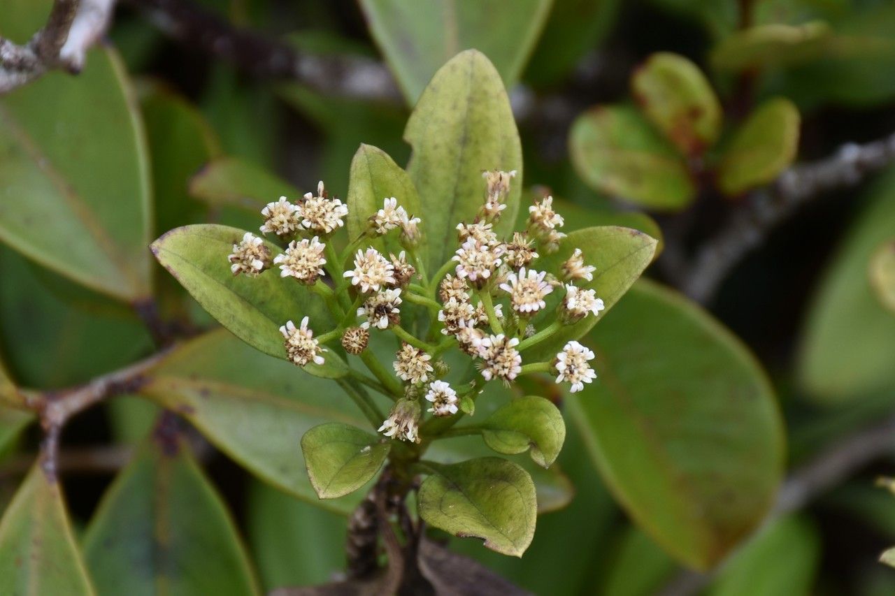 Psiadia terebinthina
