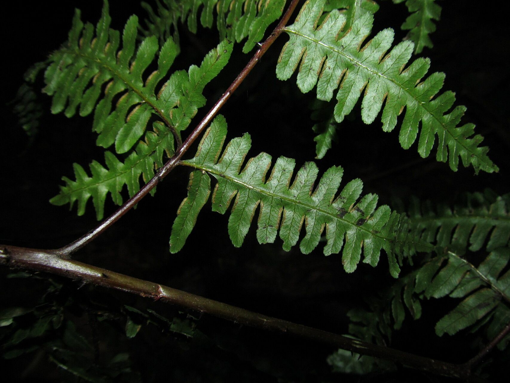 Pteris intricata
