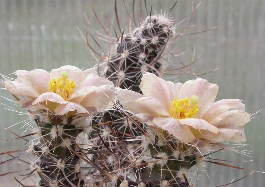 Pterocactus australis