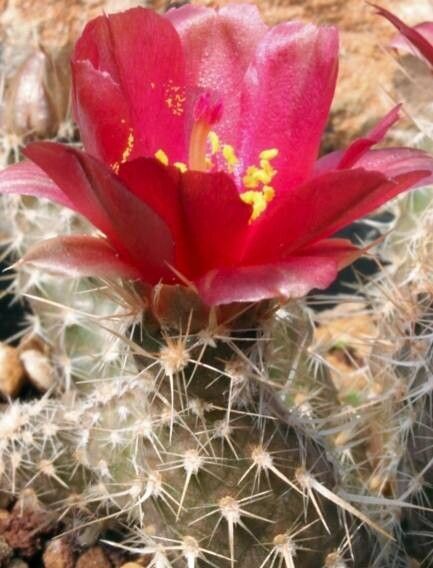 Pterocactus fischeri