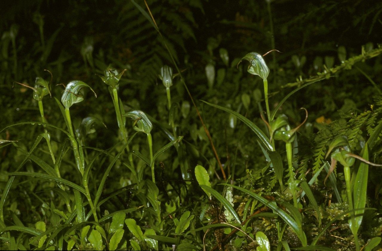 Pterostylis banksii