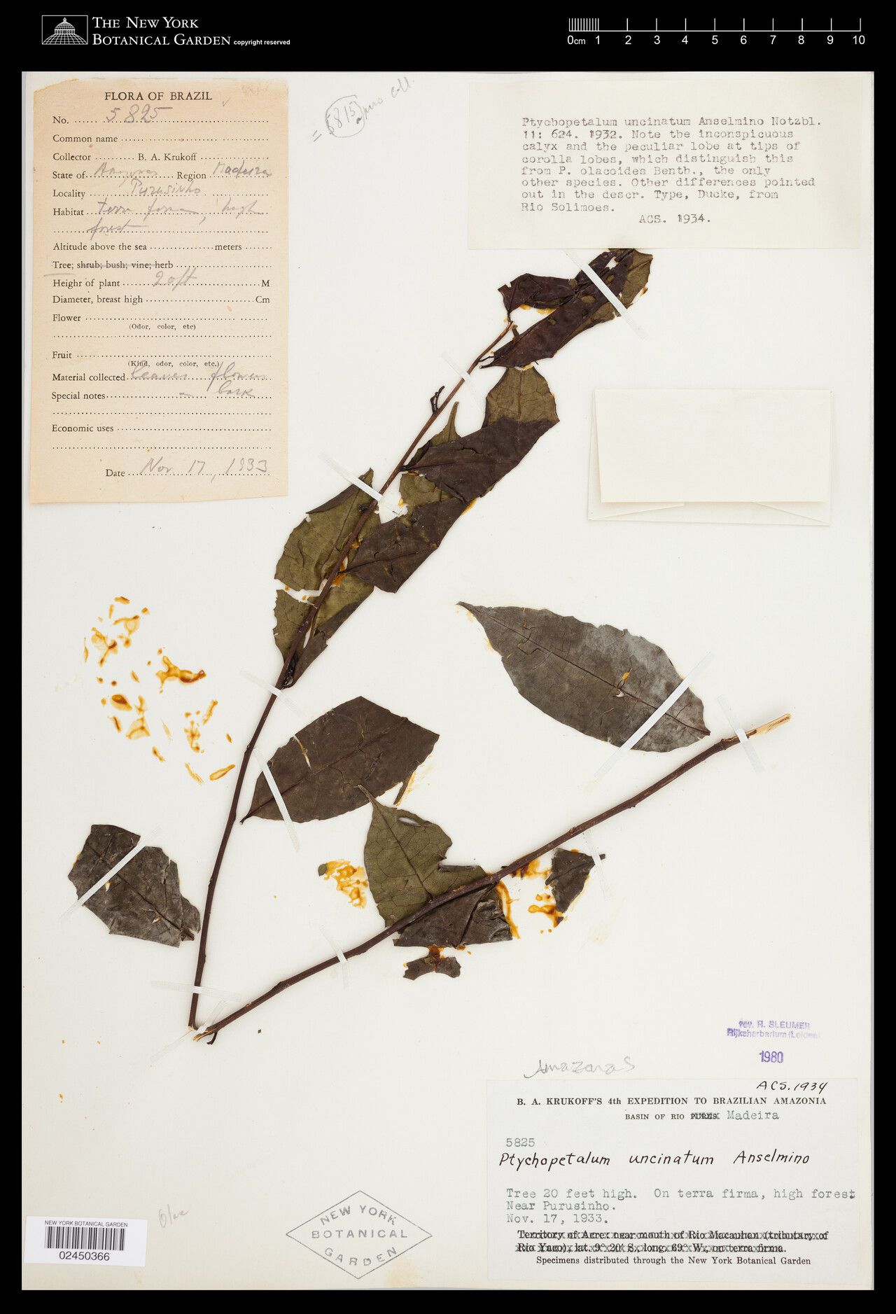 Ptychopetalum uncinatum