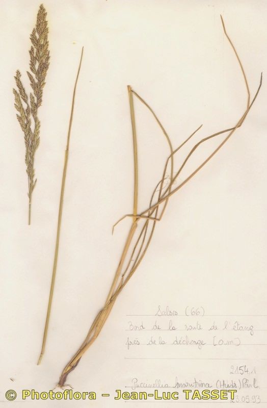 Puccinellia festuciformis