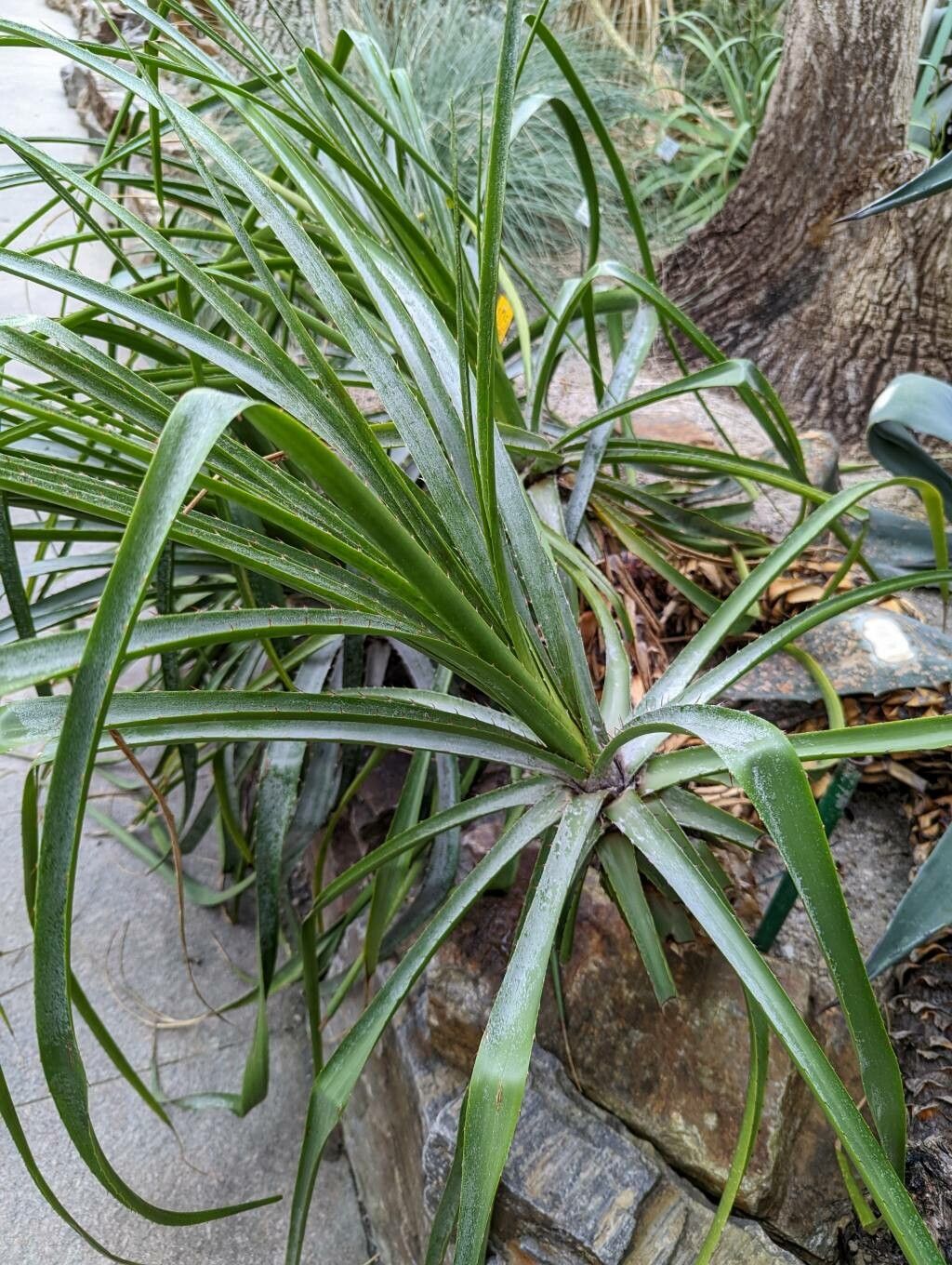 Puya parviflora