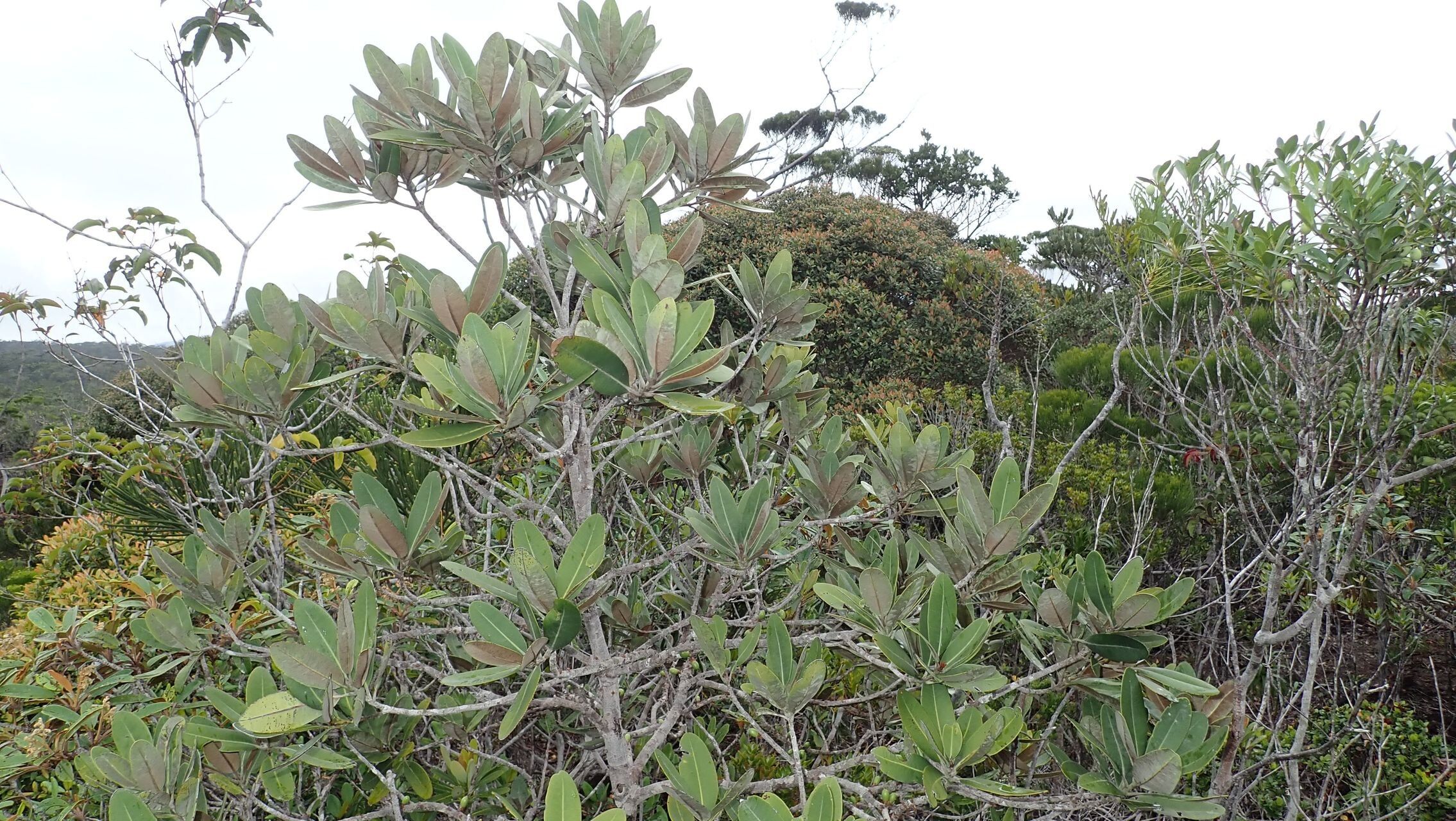 Pycnandra decandra