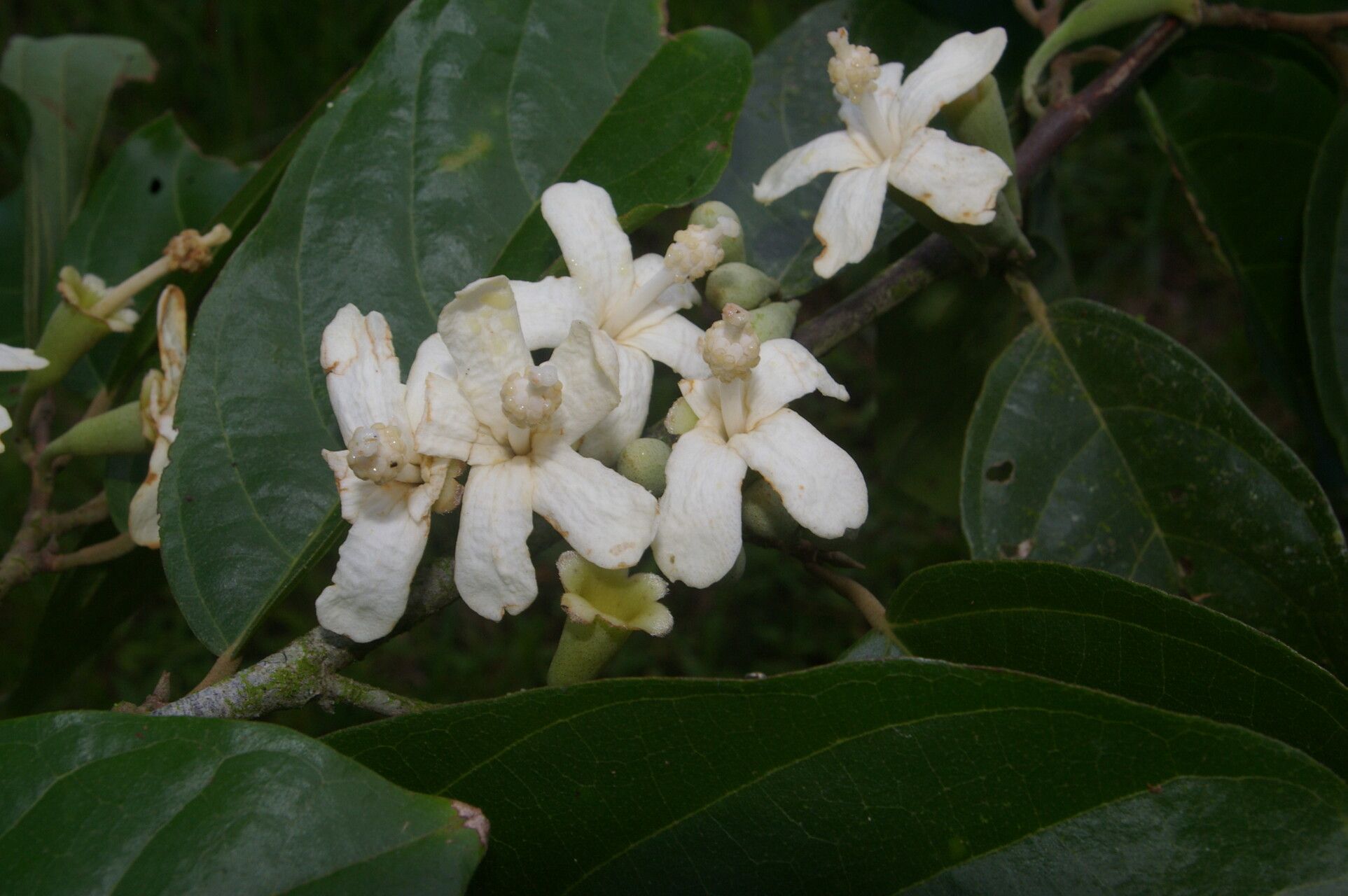 Quararibea stenophylla