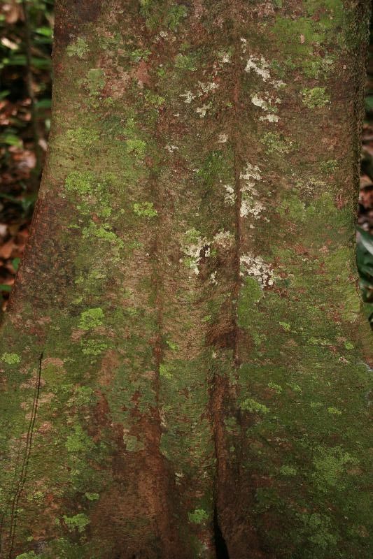 Quiina obovata