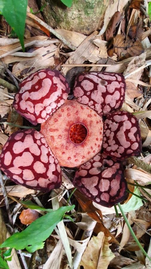 Rafflesia hasseltii