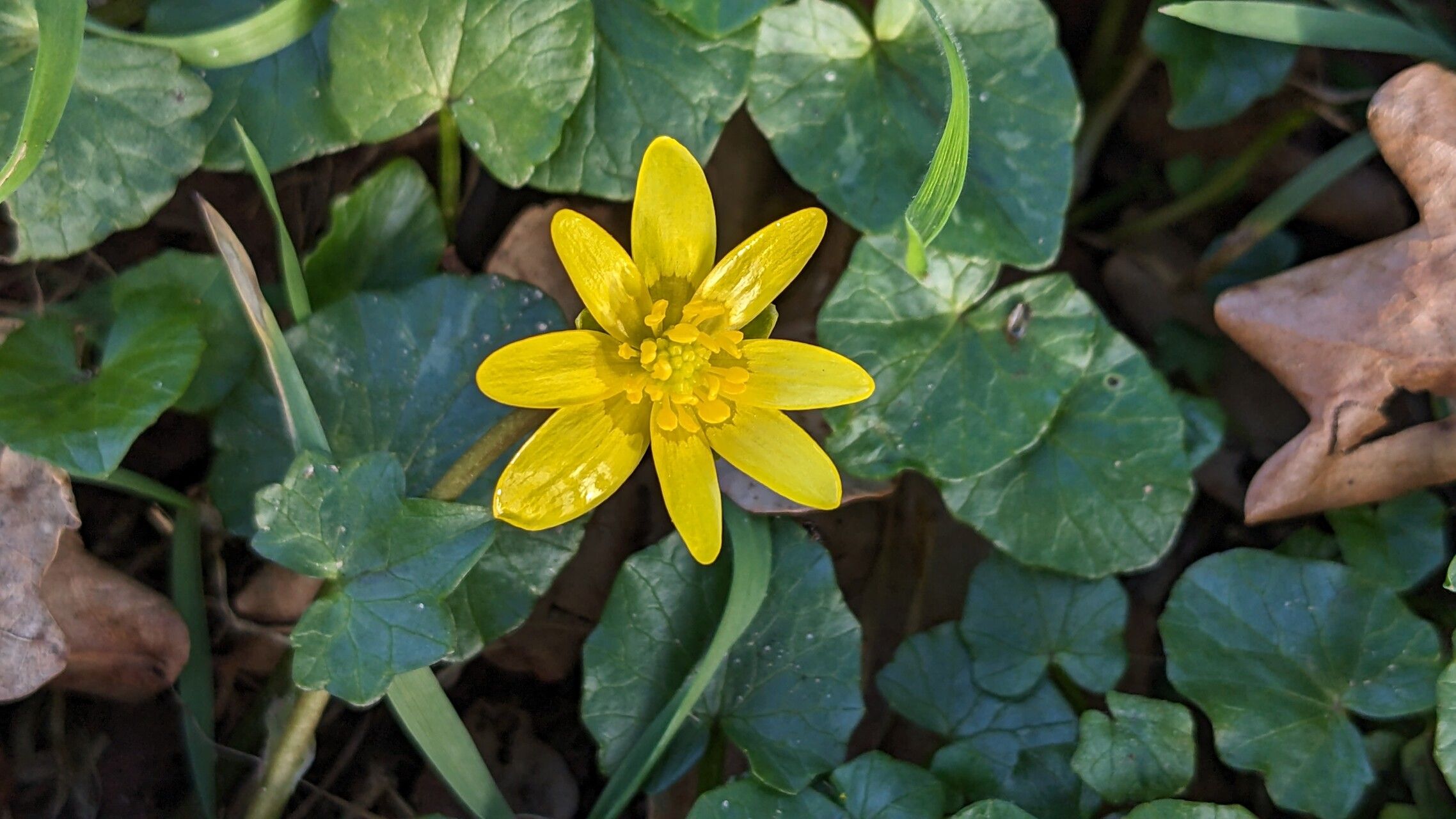 Ranunculus ficaria