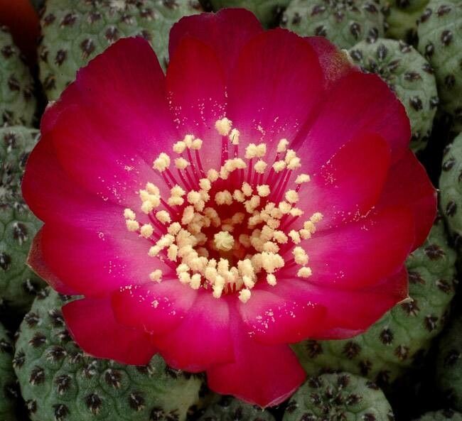 Rebutia canigueralii