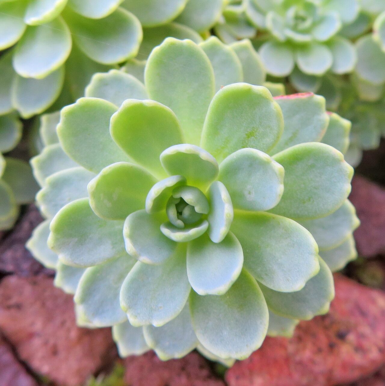 Rhodiola pachyclados