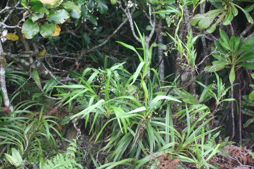 Rhuacophila javanica