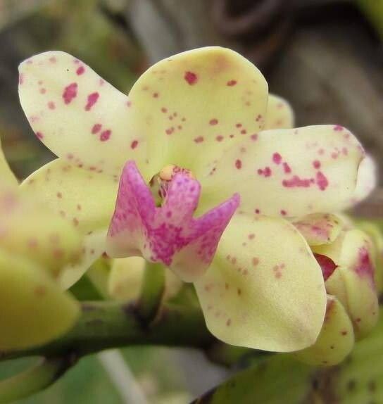 Rhynchostylis retusa