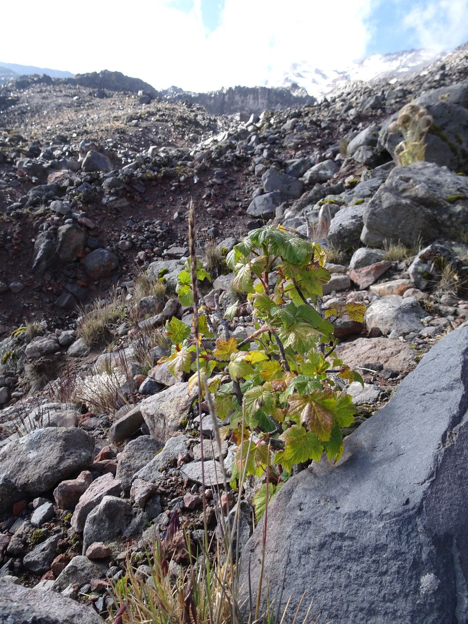 Ribes ciliatum