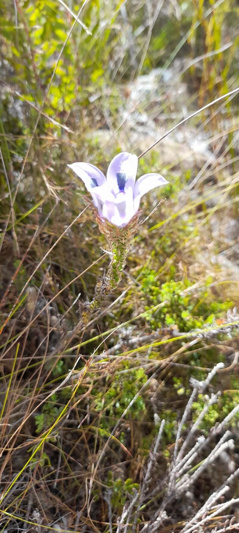 Roella ciliata
