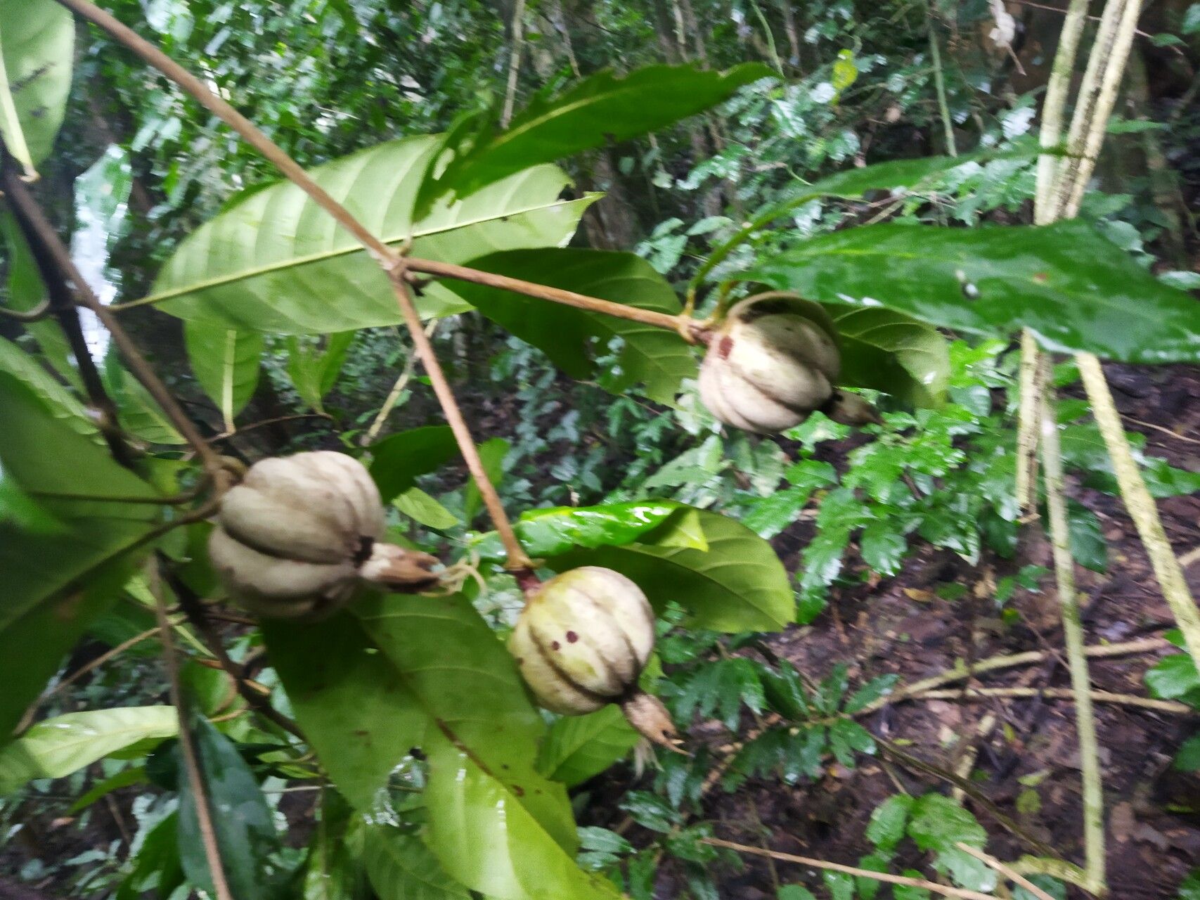 Rothmannia whitfieldii
