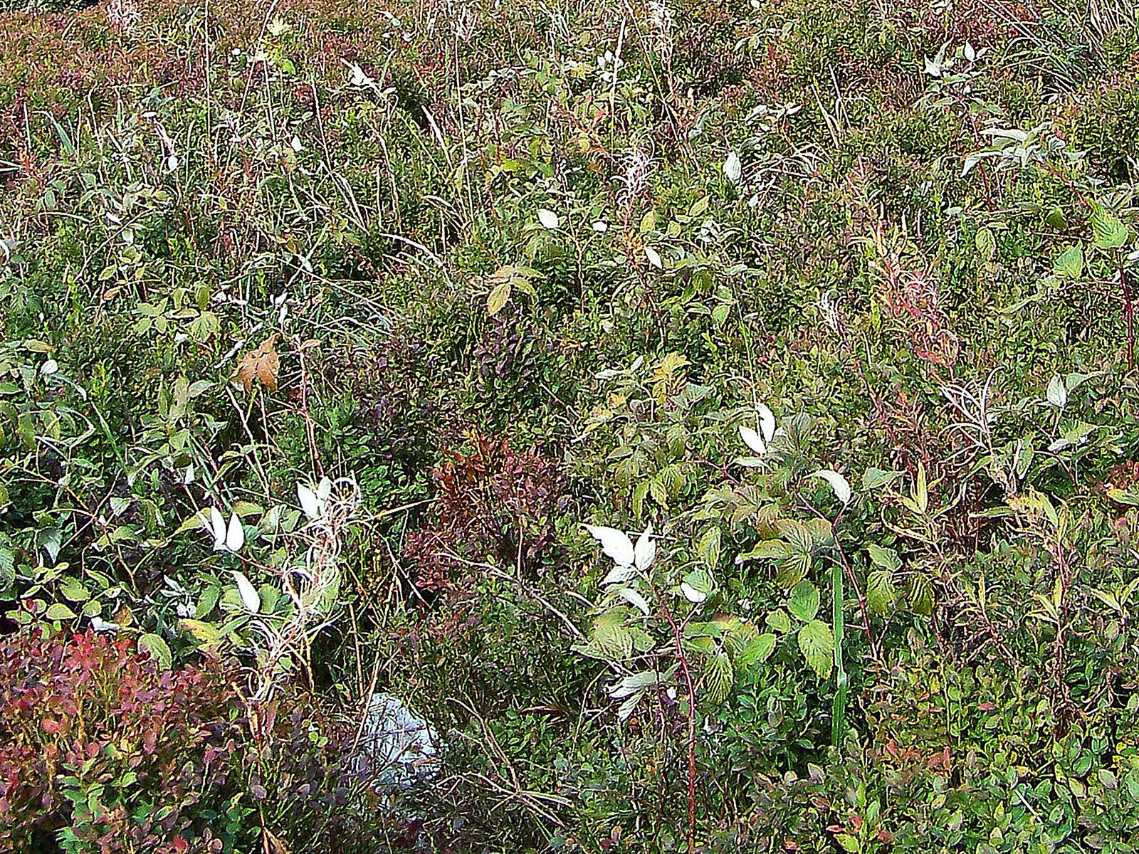 Rubus clusii