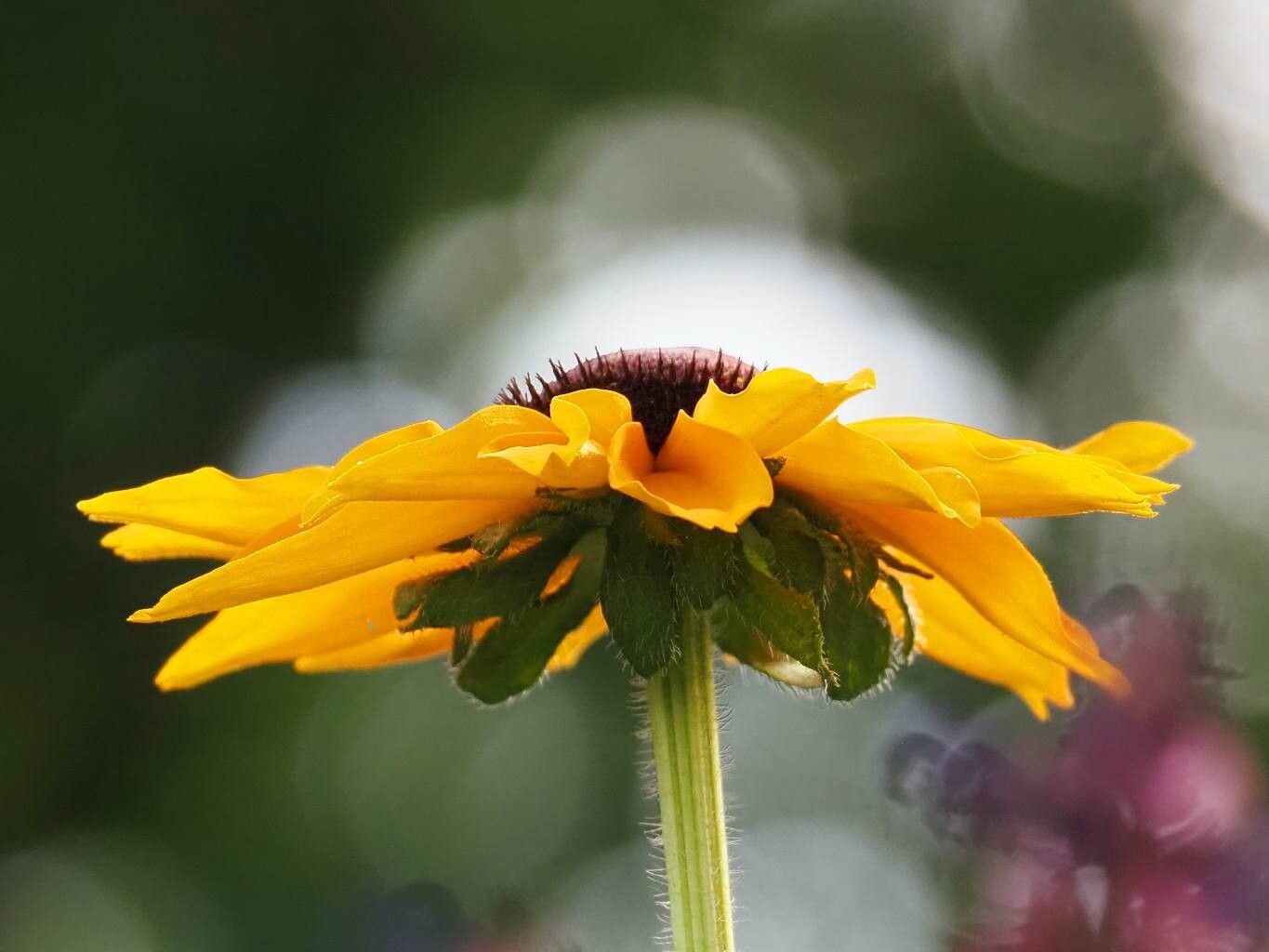 Rudbeckia hirta