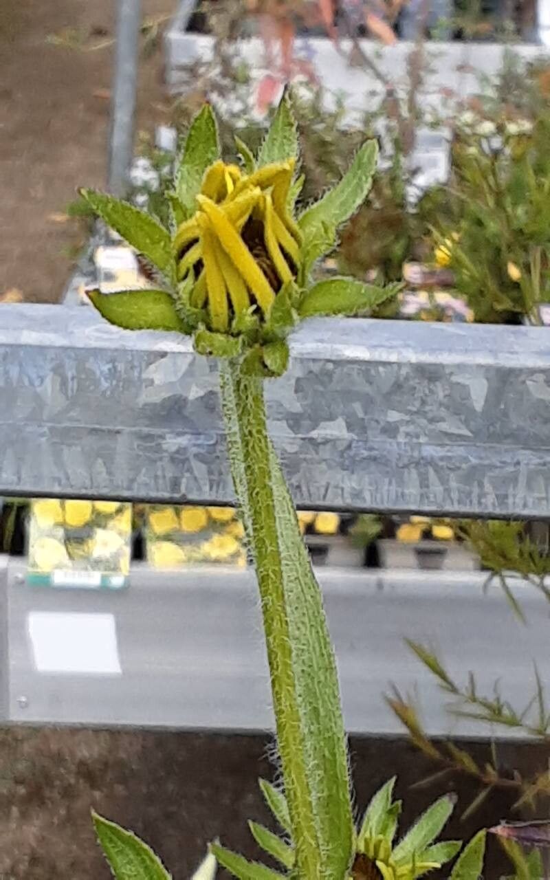 Rudbeckia missouriensis