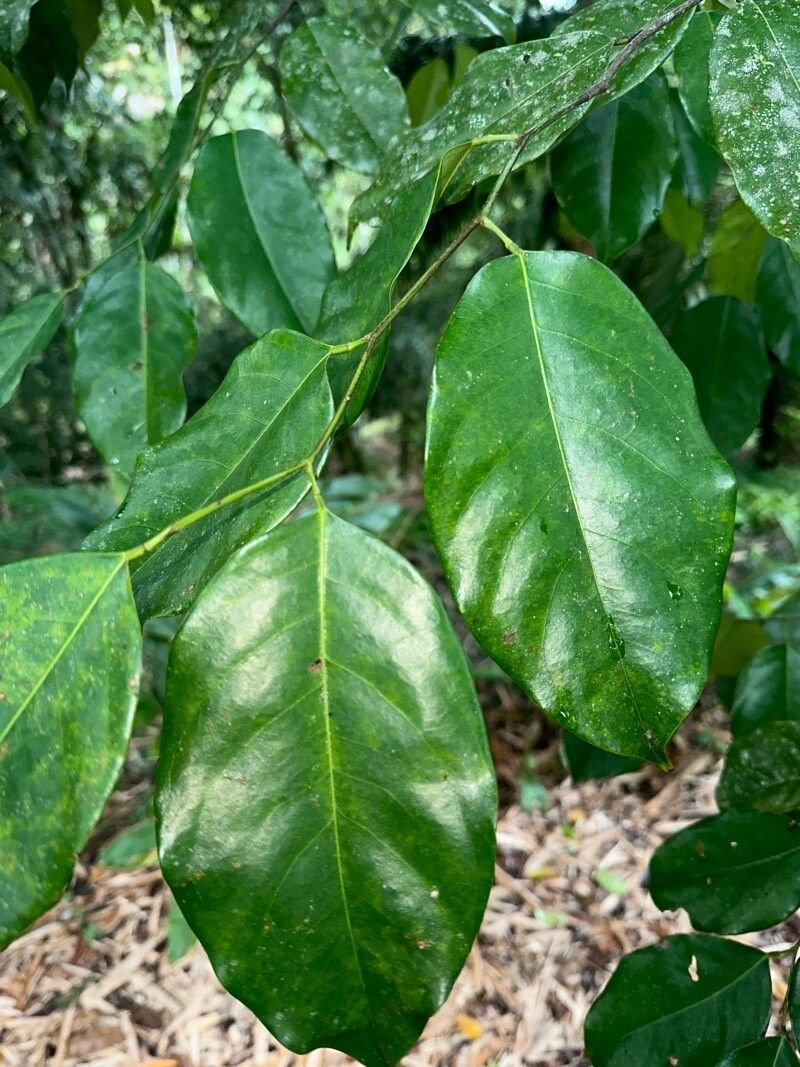 Ruptiliocarpon caracolito