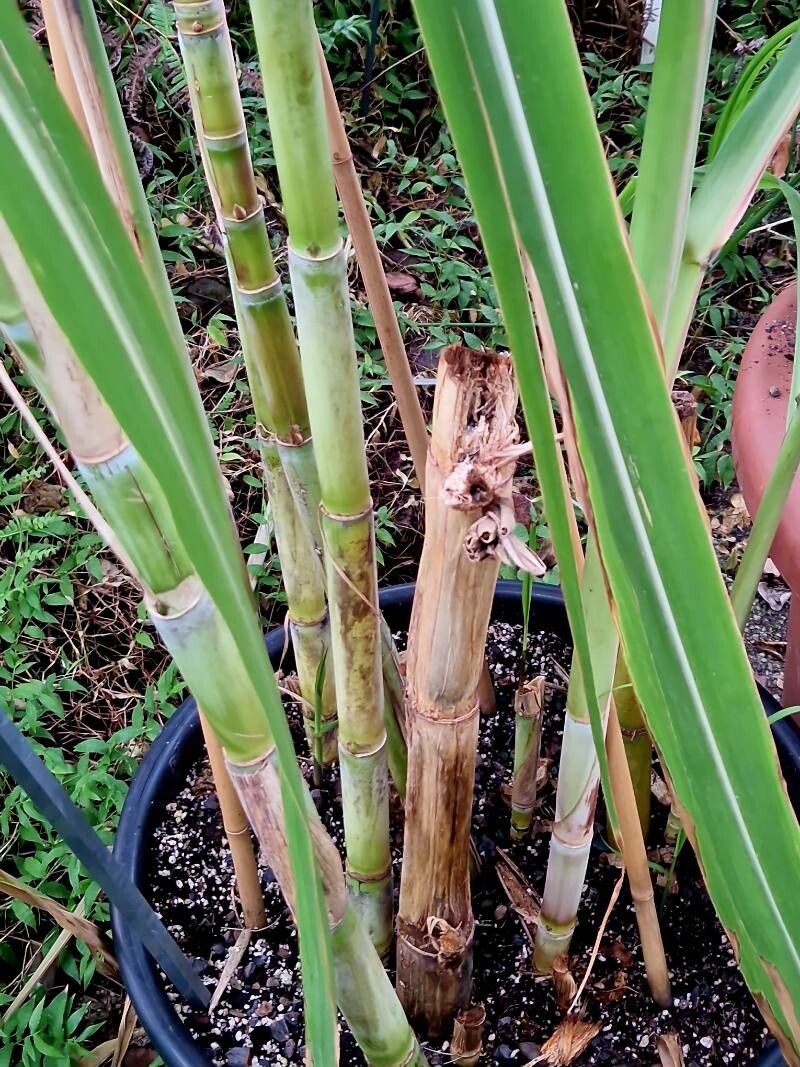 Saccharum officinarum