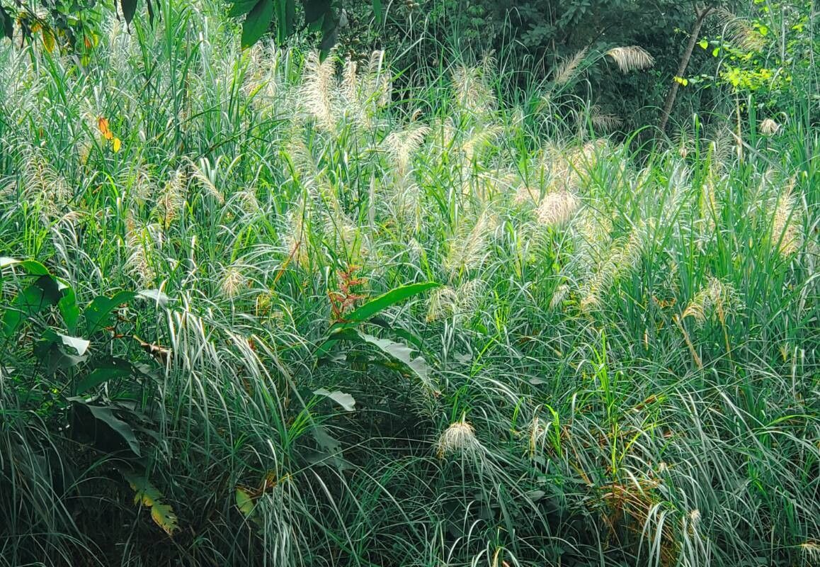 Saccharum spontaneum