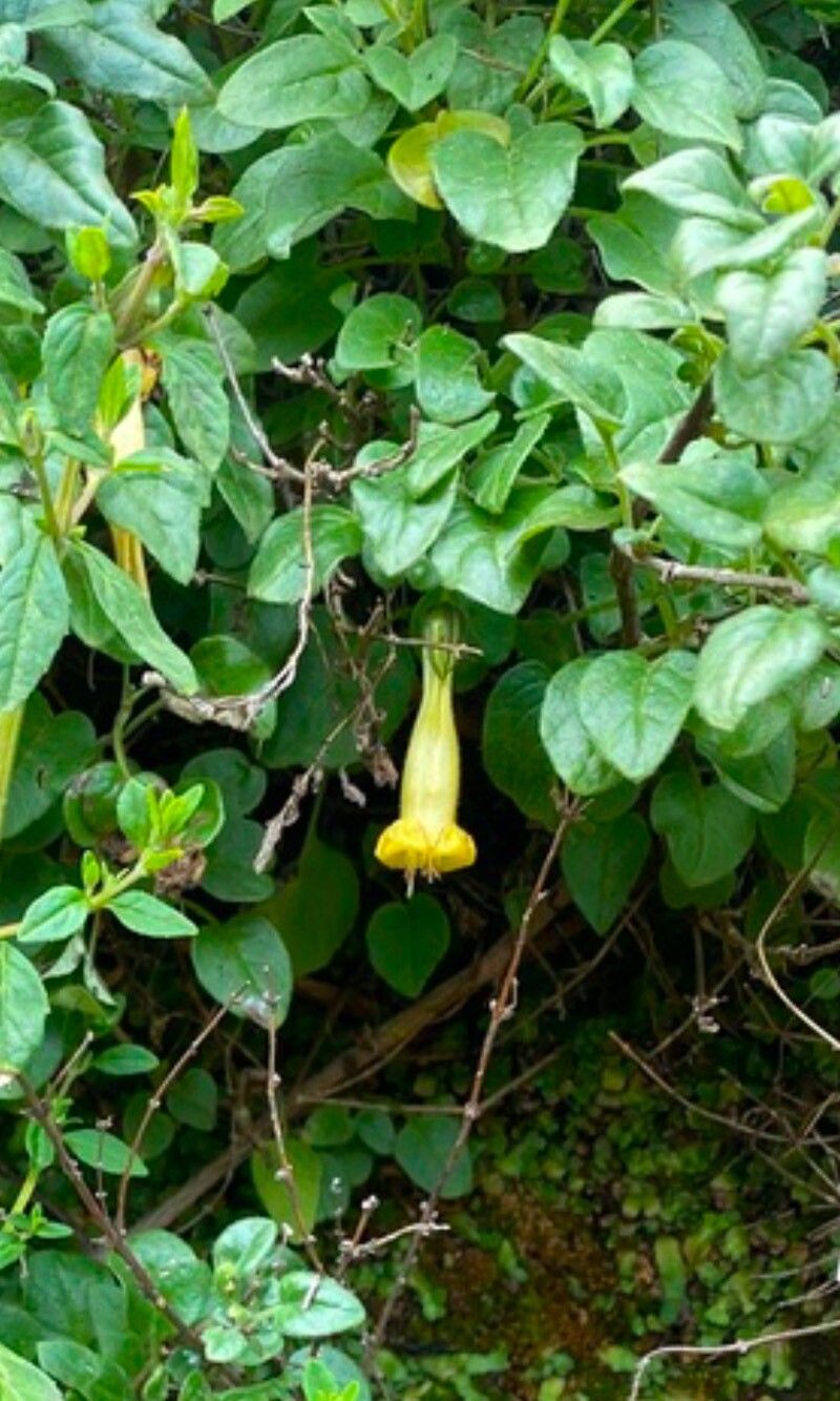 Salpichroa glandulosa