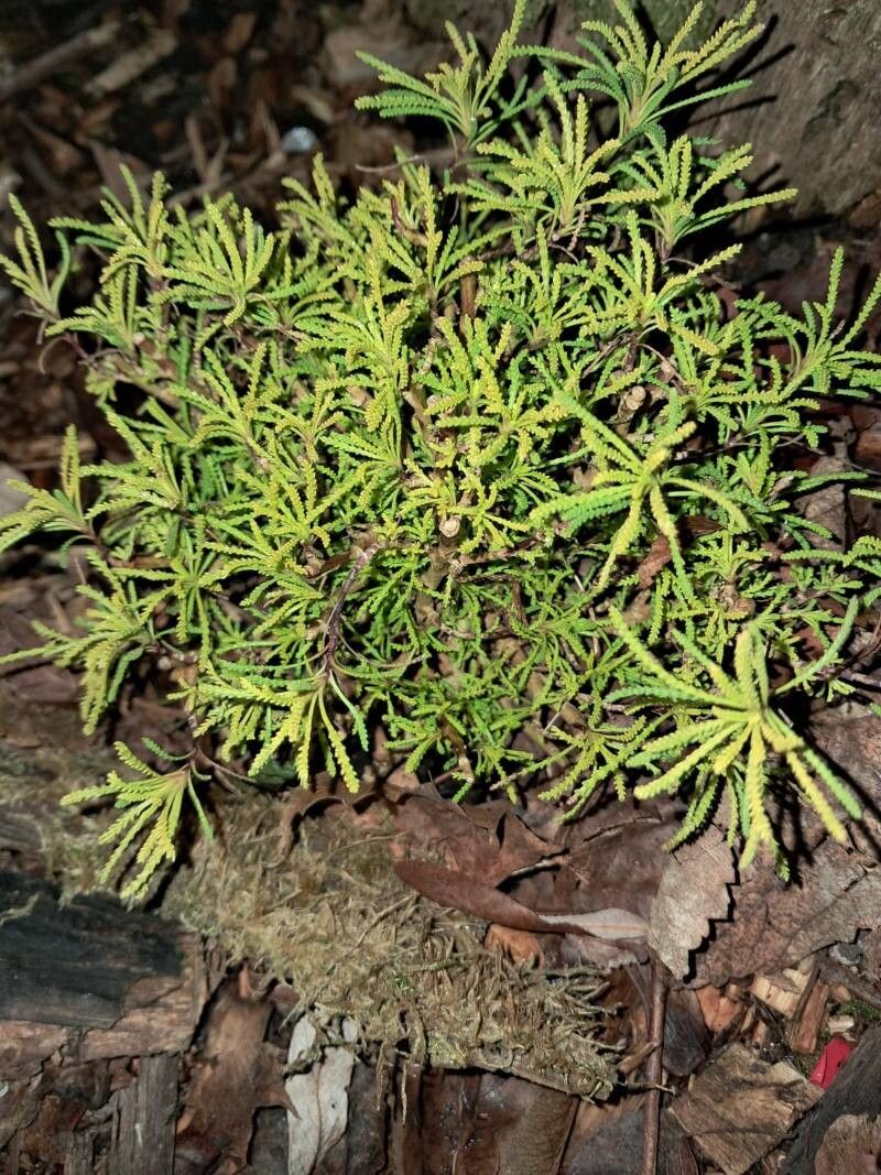 Santolina virens