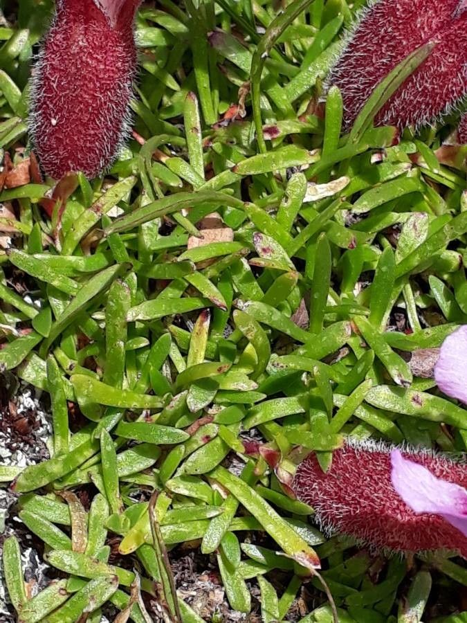 Saponaria pumila