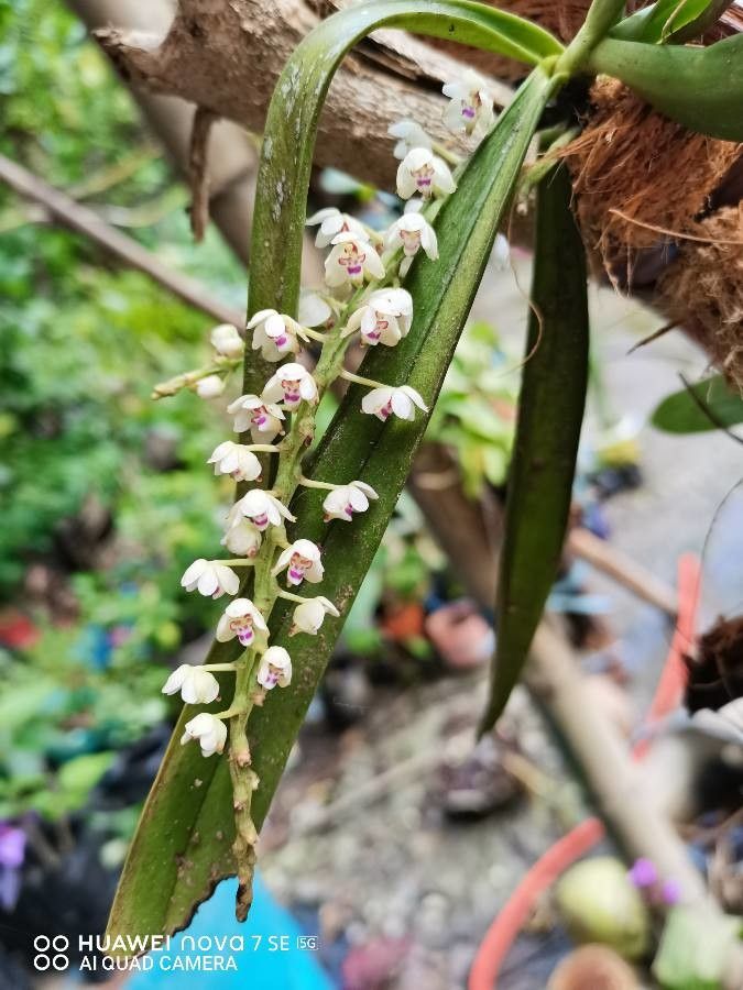 Sarcochilus koghiensis