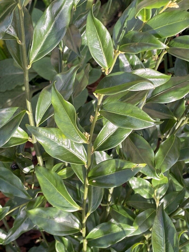 Sarcococca orientalis