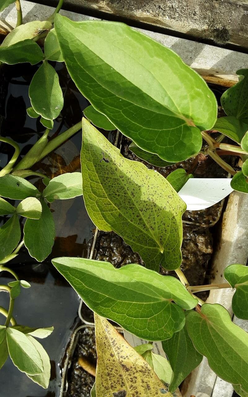 Saururus chinensis