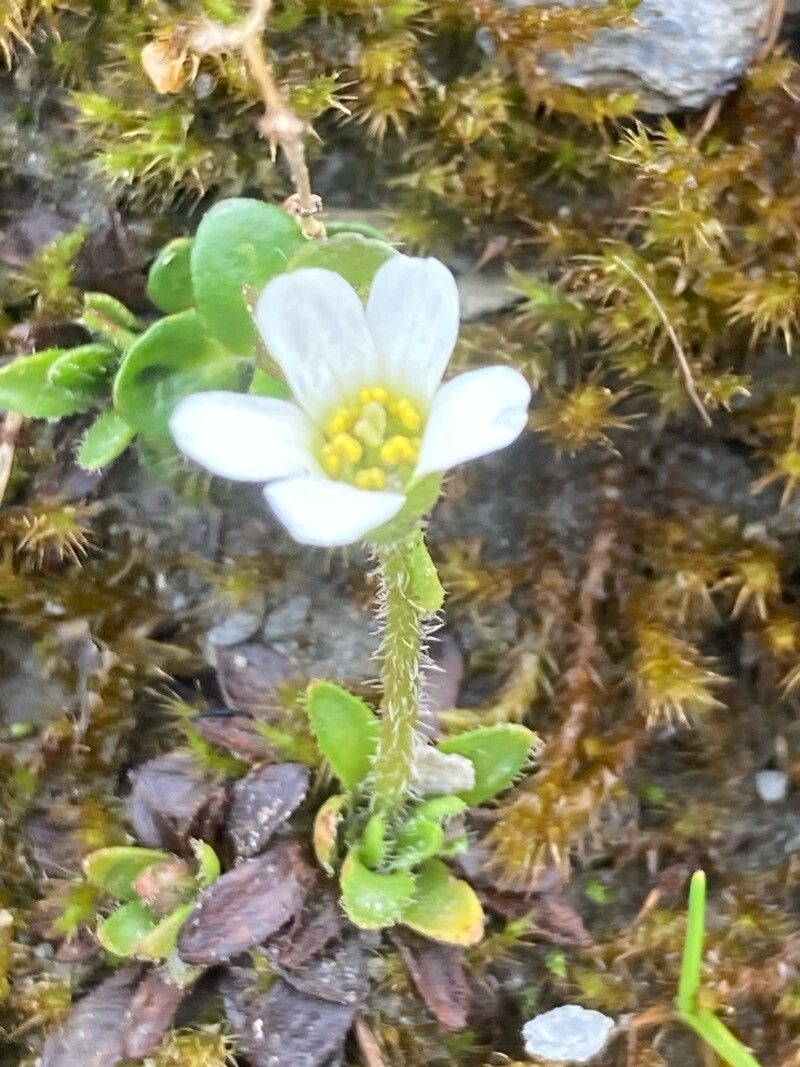 Saxifraga androsacea