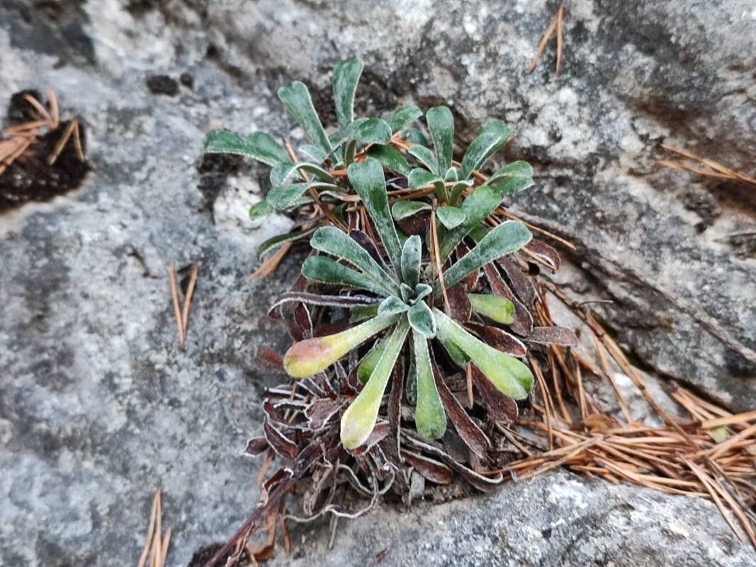 Saxifraga callosa
