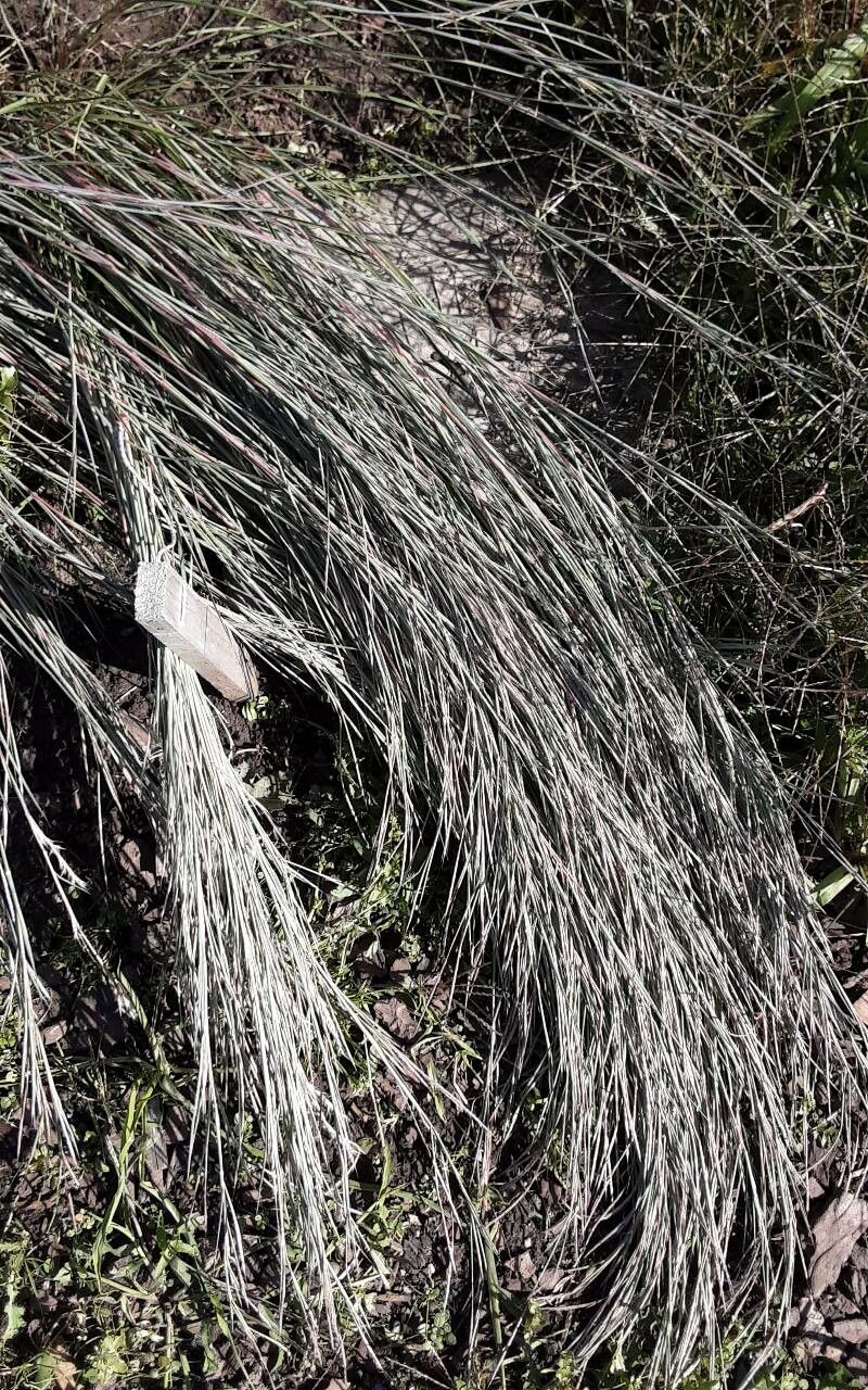 Schizachyrium scoparium